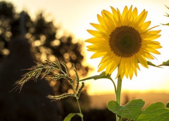 blå blommor