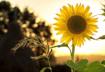 blå blommor