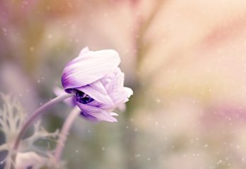 ätbara blommor