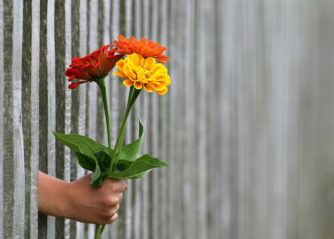 lila blommor