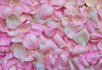 giftiga blommor