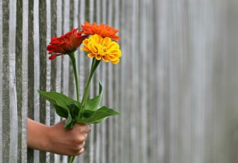 gula blommor i trädgården