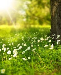 buske med vita blommor